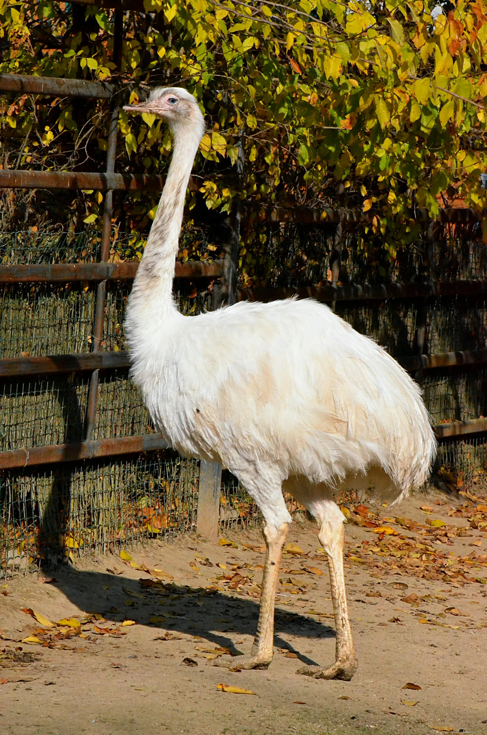 an emu in captivity in a fenced - off area