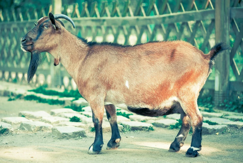 an animal with long horns stands on a road