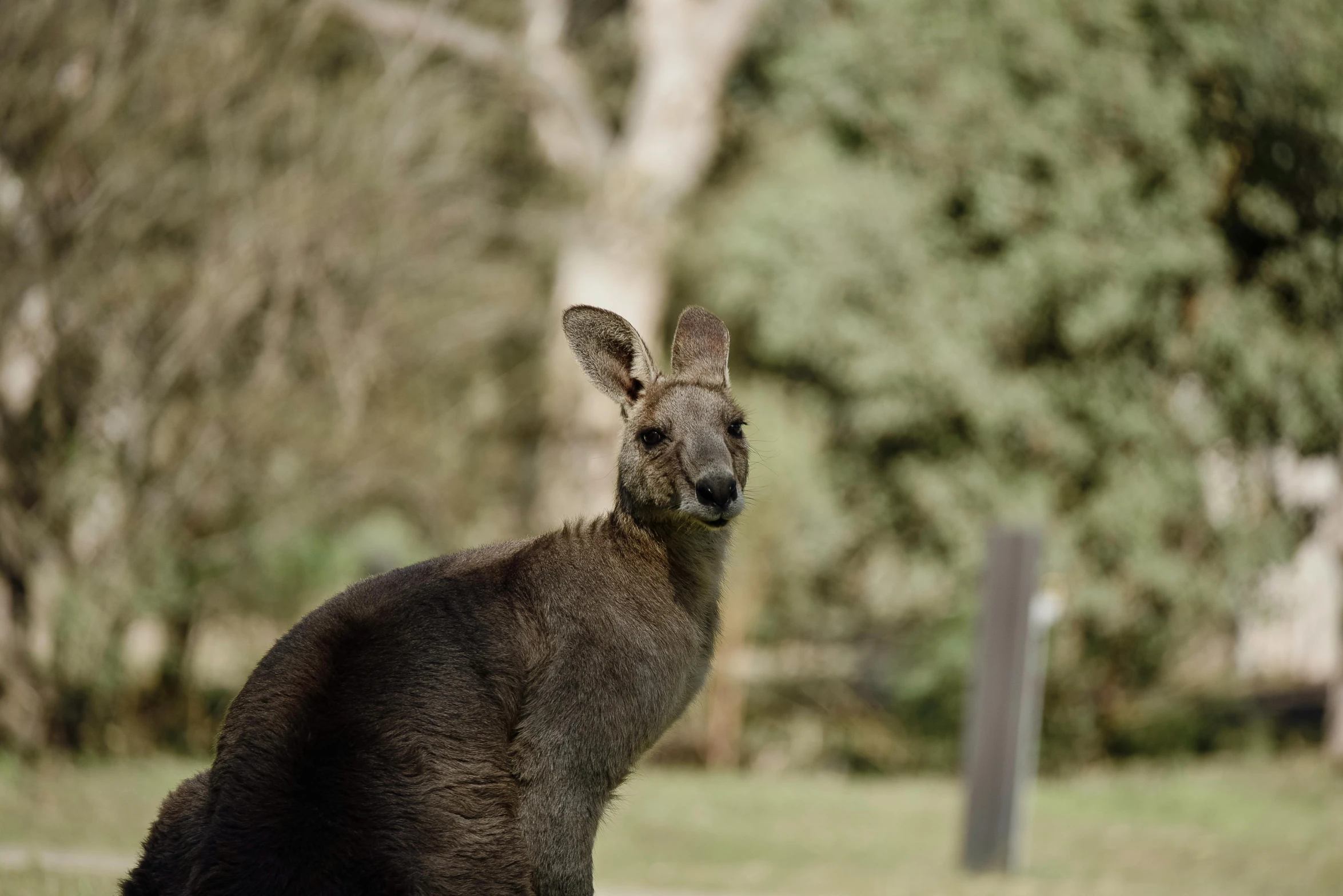 a kangaroo standing in front of a green forest