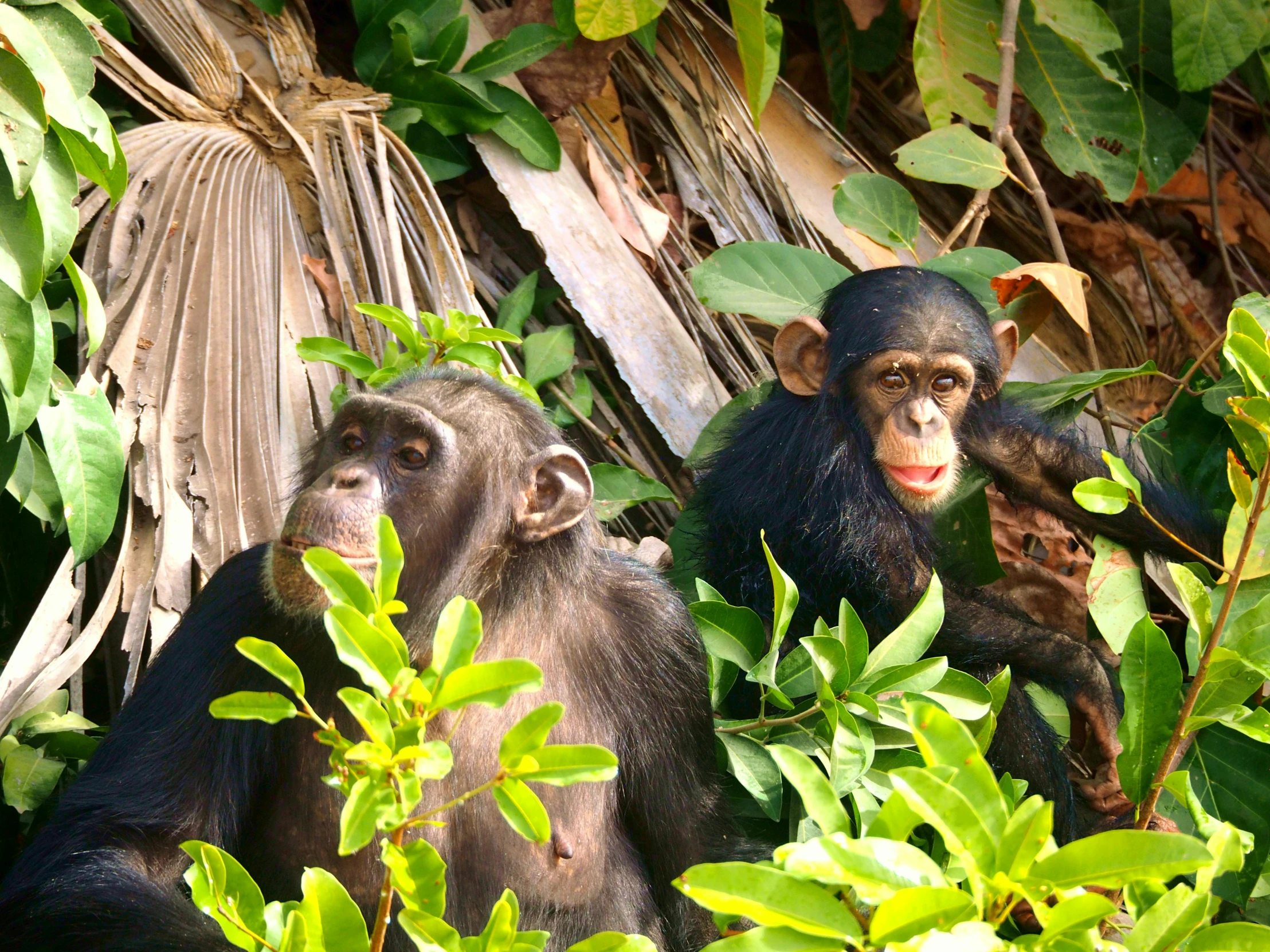 two monkeys sitting next to each other on top of trees