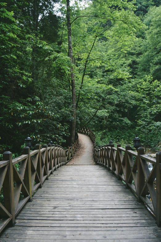 a bridge leads through the woods in between two trees