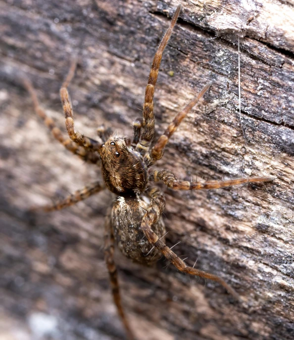 the large spider is perched on the surface