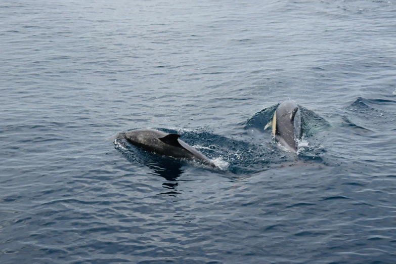 a couple of dolphins swimming in the water