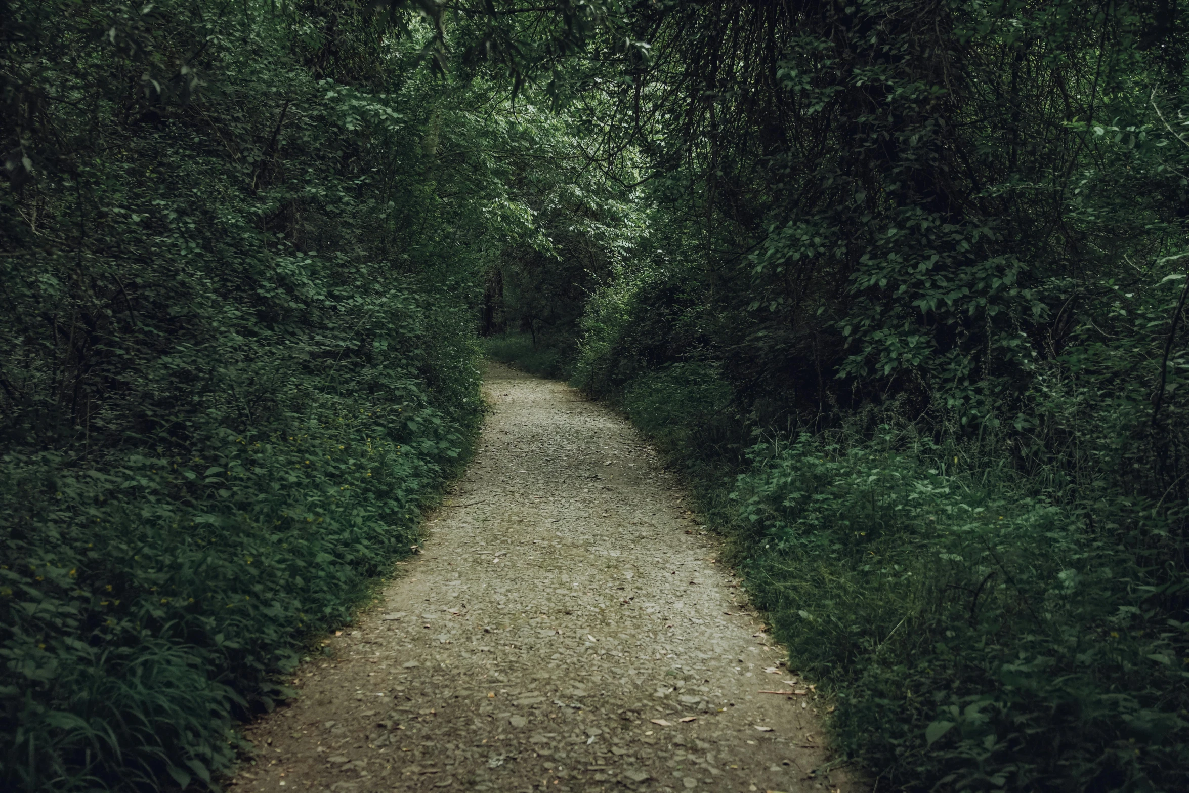 dirt road surrounded by trees and greenery