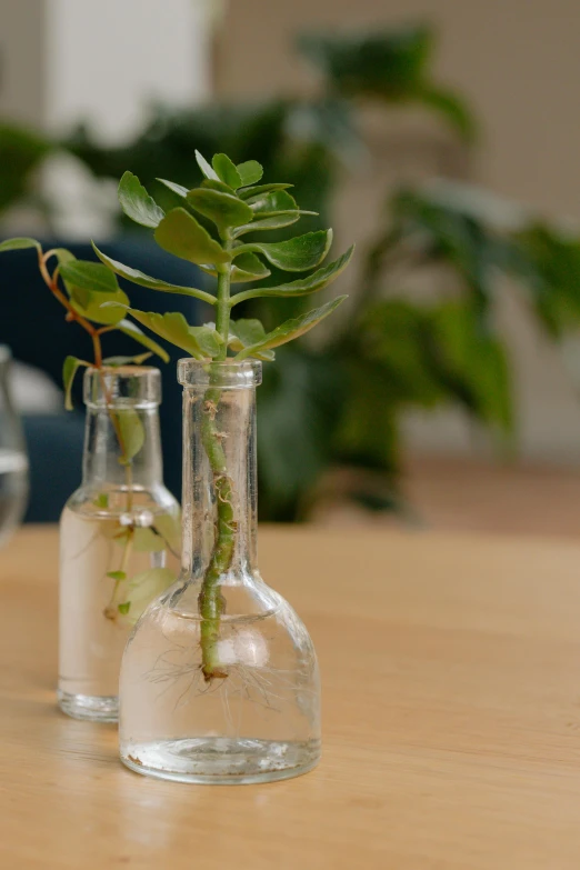 two glass vases that have a plant in one