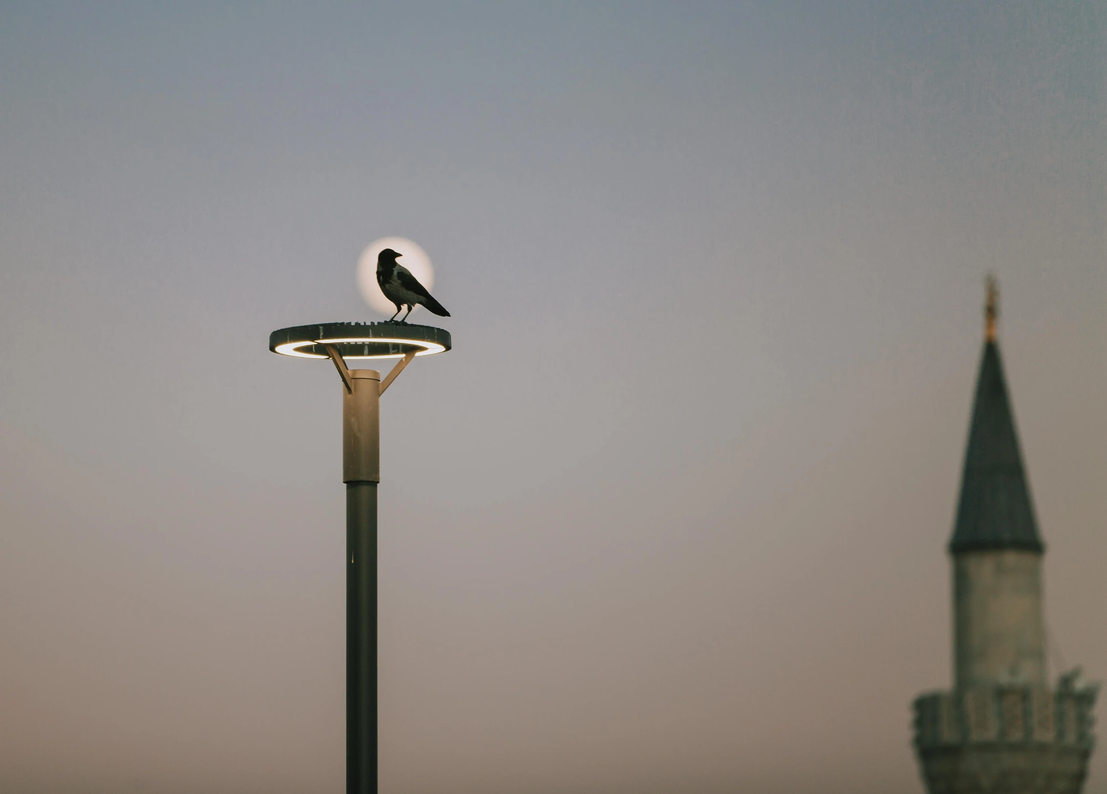 there is a bird on the top of a light pole