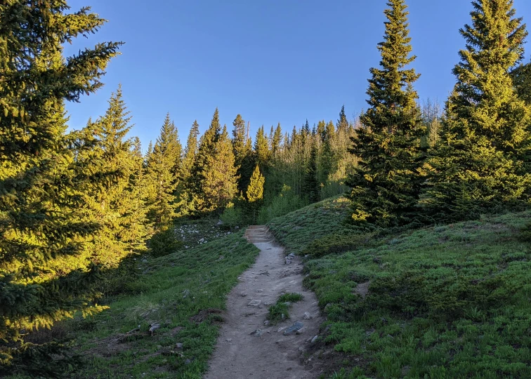 the sun is shining on a dirt trail in a forest