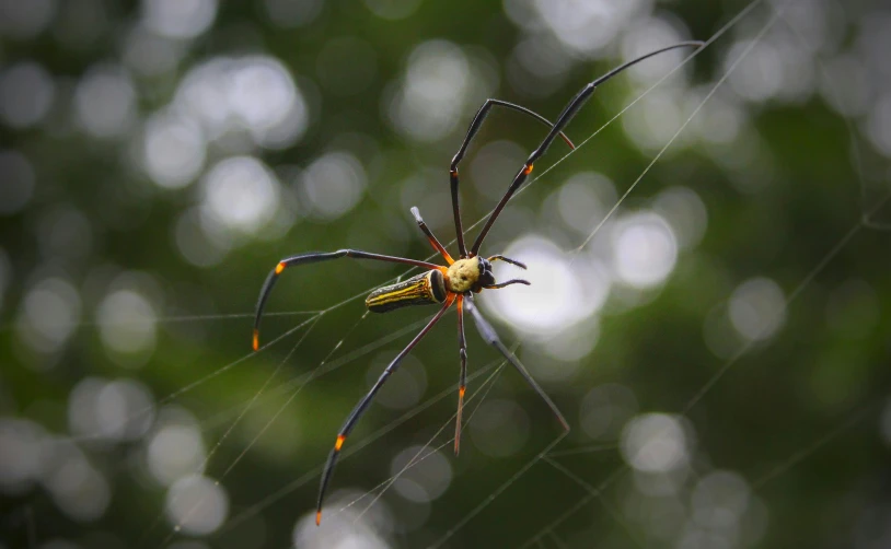 a yellow and black spider on a web