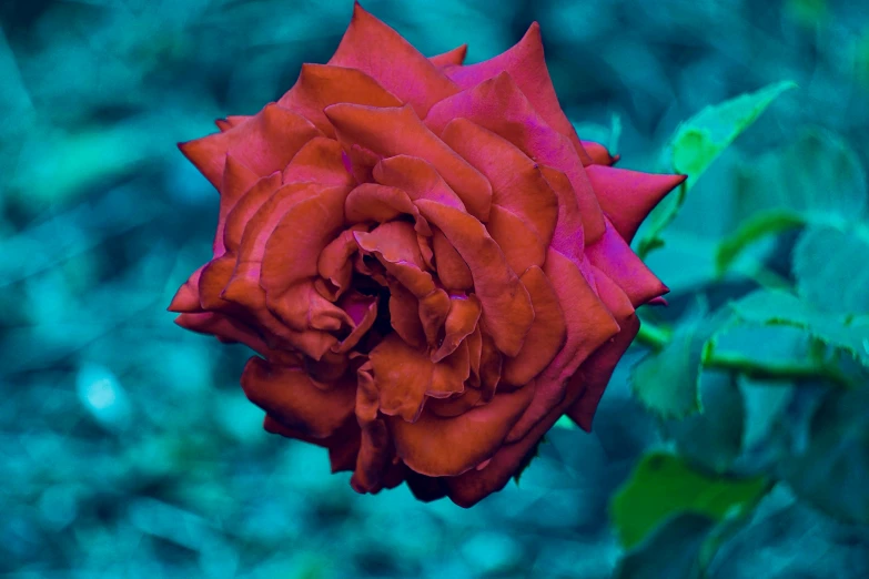 a red rose with leaves and stems in the background