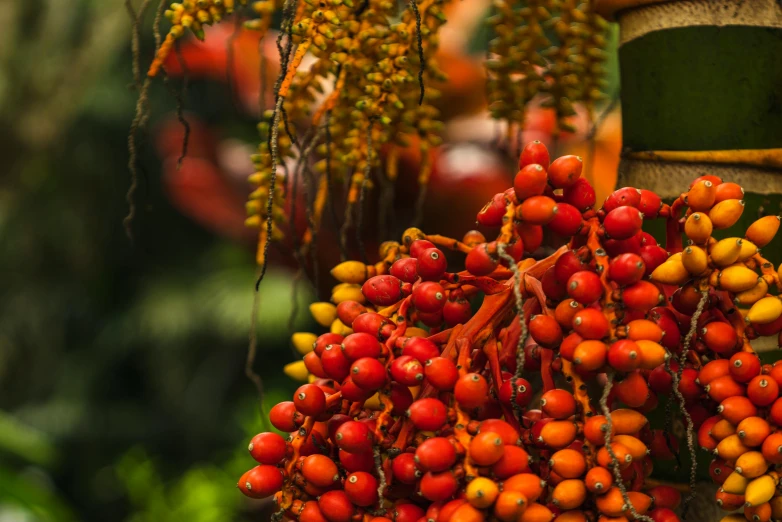 some orange and yellow berries hanging in an outdoor area