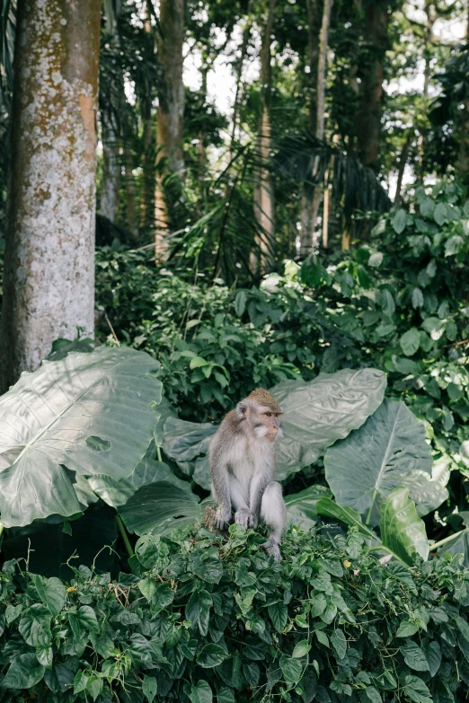a small monkey sitting on top of a leafy plant