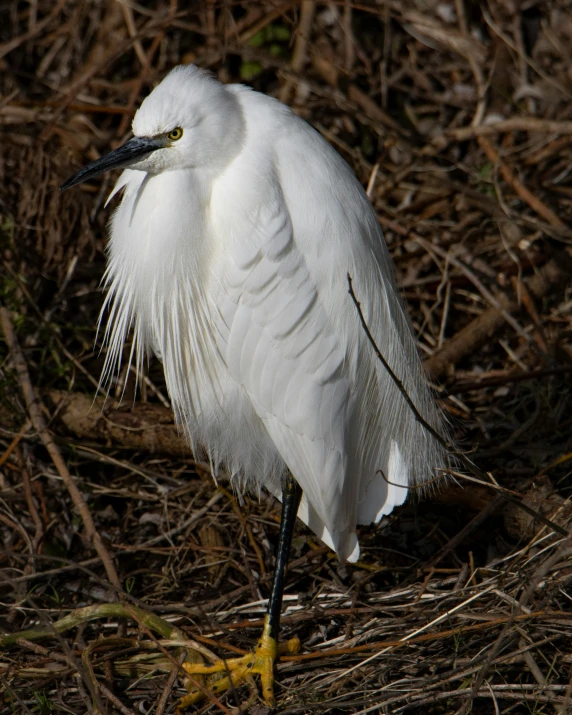 a white bird with a long, black beak