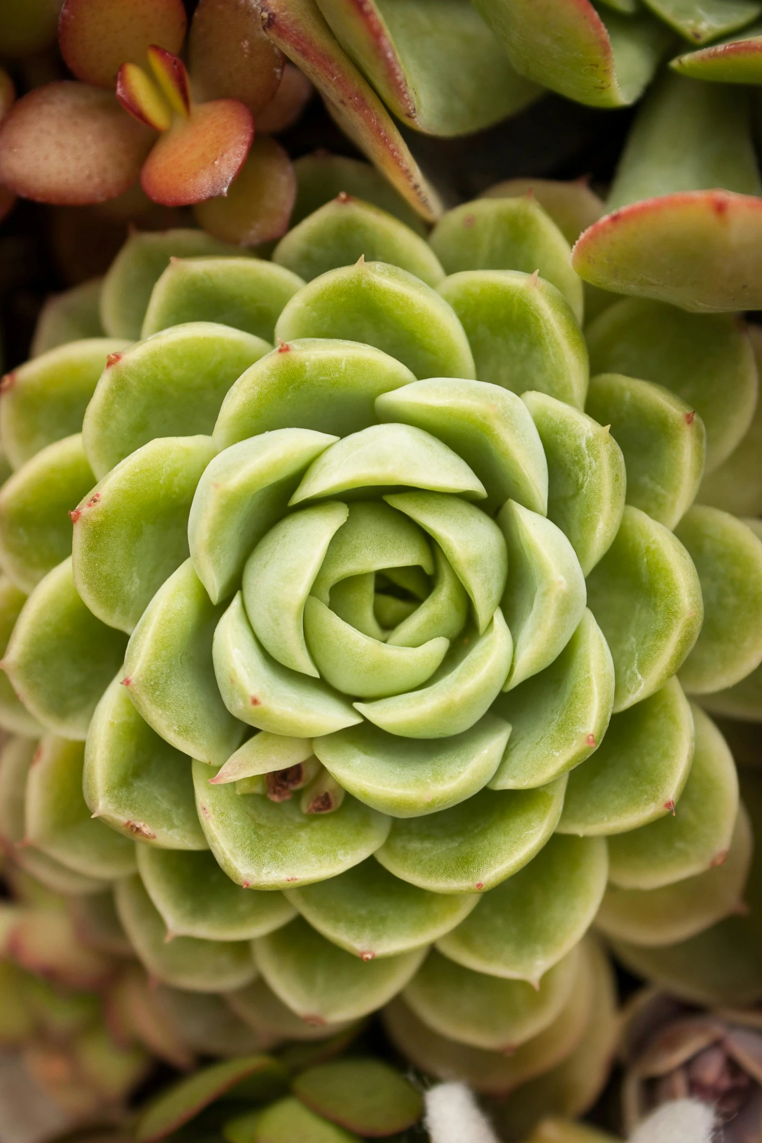 the top view of a small green plant