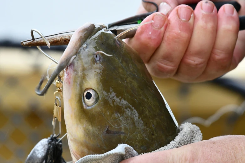 a man is holding up a cut out fish