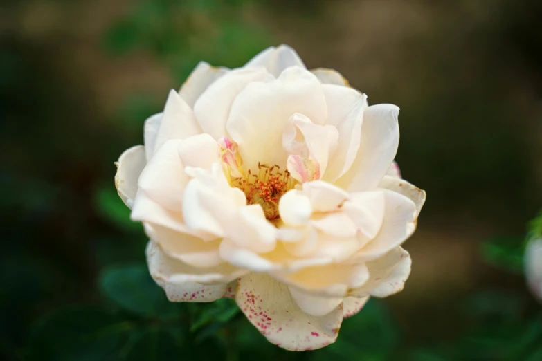 a large flower that is growing outside