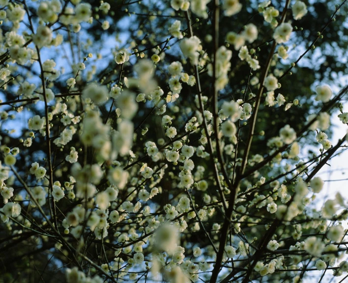 close up of the leaves and nches of a tree