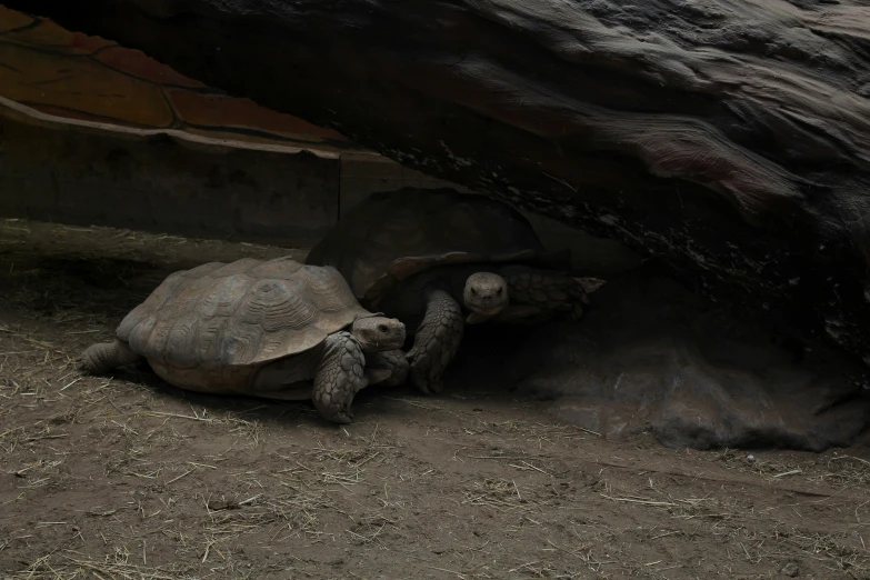 a large turtle is laying down next to another turtle