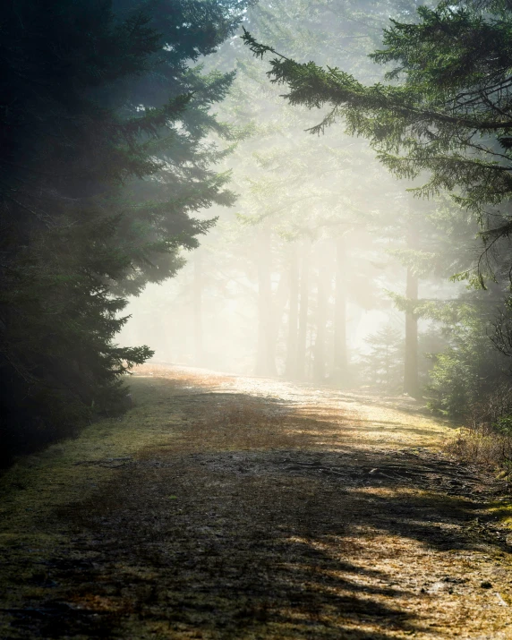 a forest path is in the middle of foggy trees