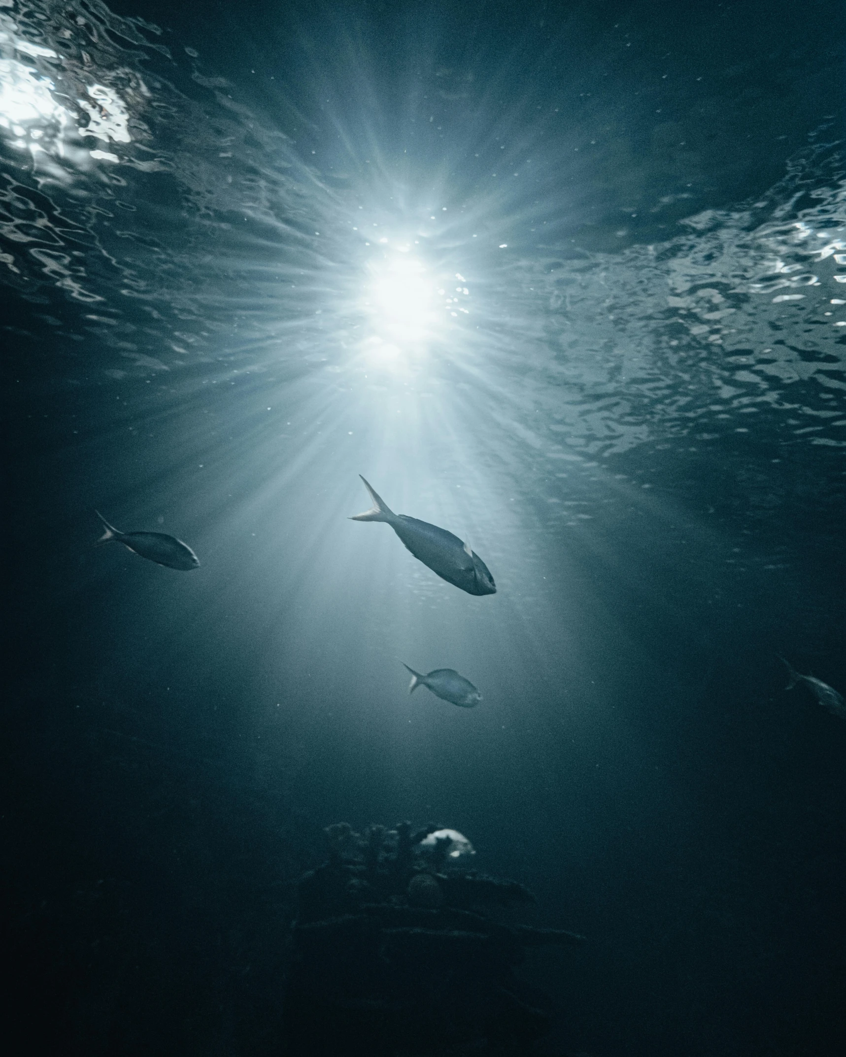 underwater view of a large group of fish