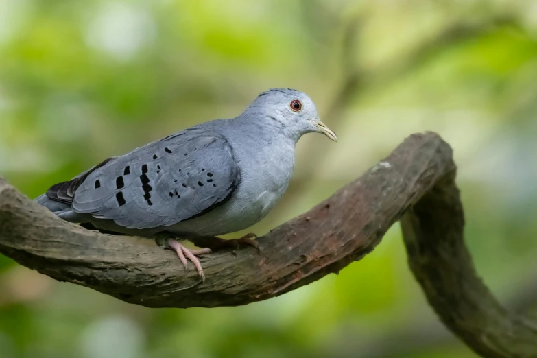 a bird sitting on a nch in front of a tree