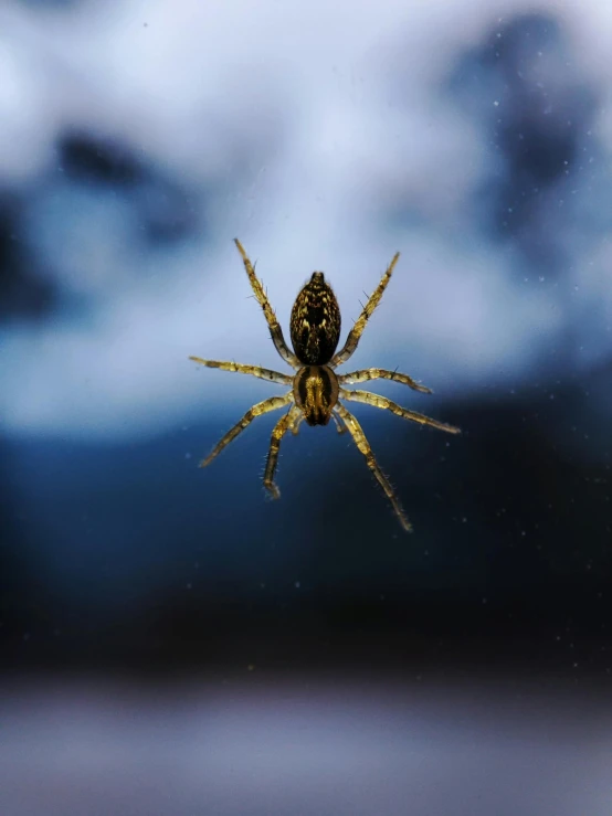 a close up view of the side of a spider