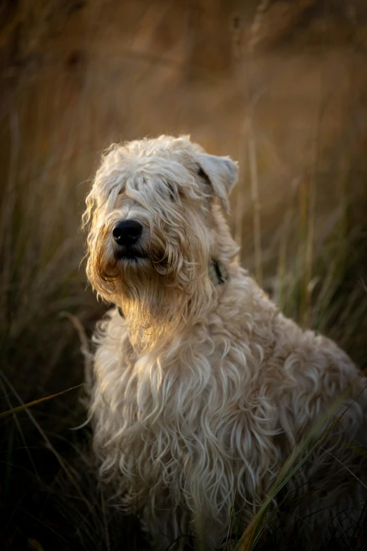 a gy white dog stands in the tall grass