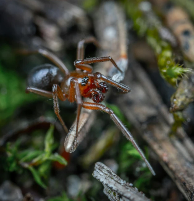 a large brown spider standing on a rock covered ground