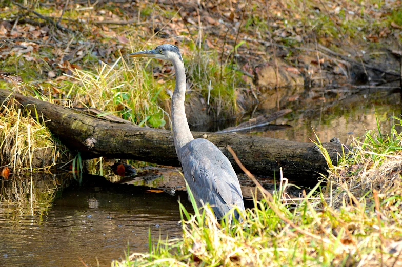 a large bird that is walking in the water