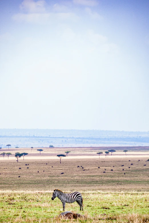 ze standing on a large open field in the wild