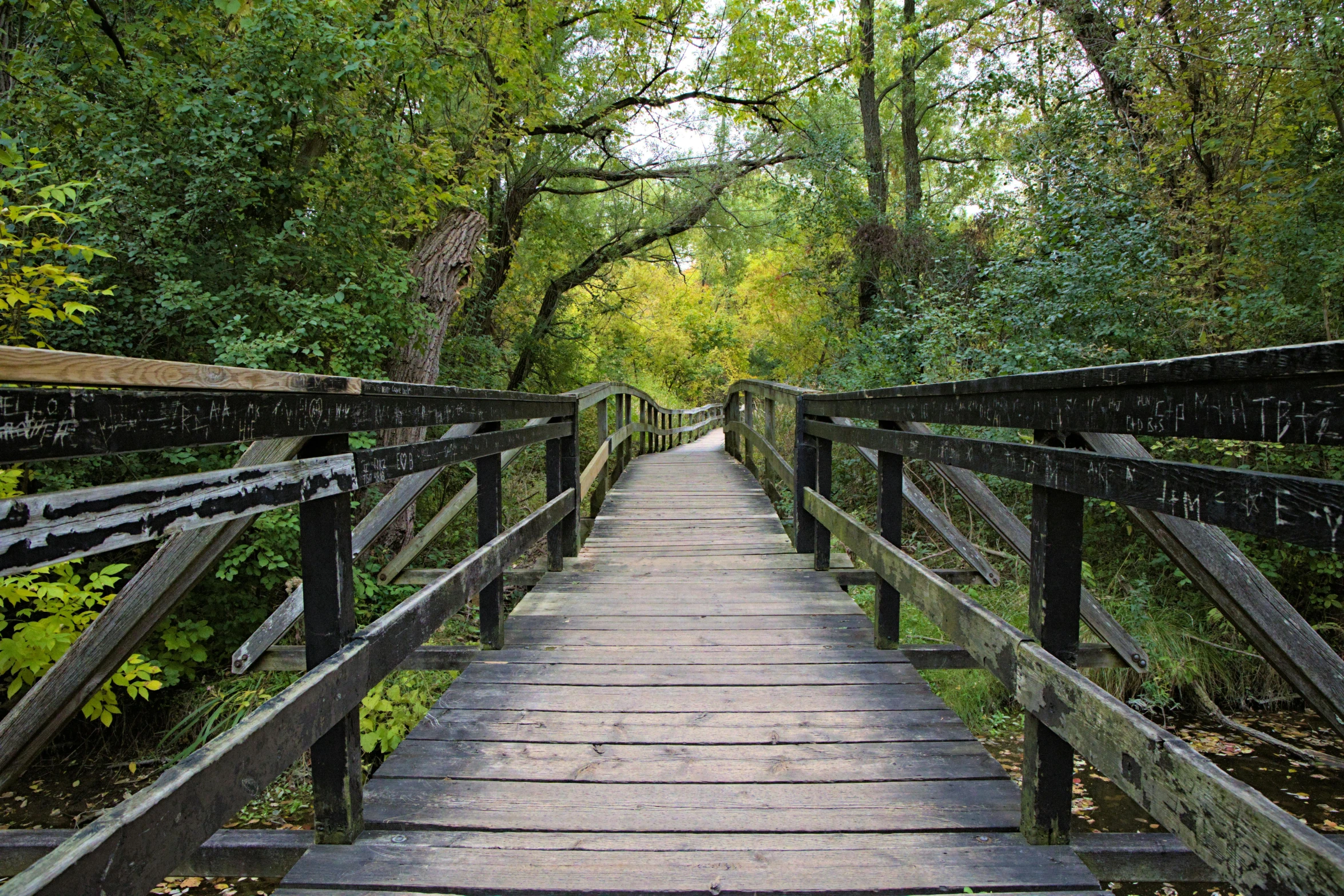 a wooden bridge going through some trees in a forest