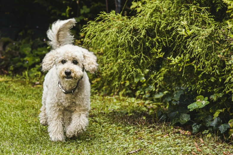 a gy white dog walking in the grass