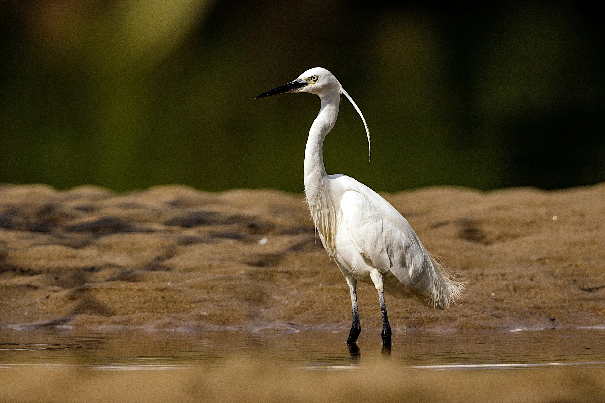 the bird is standing on the beach looking for food