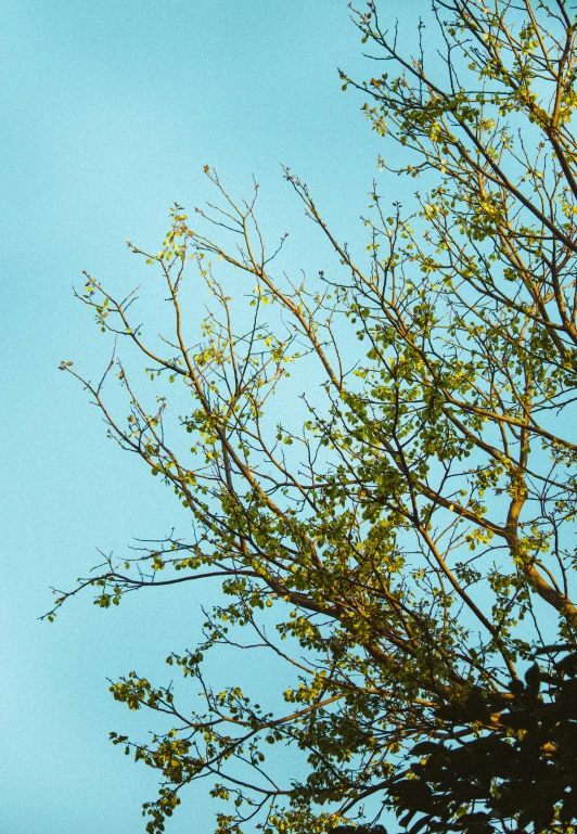 a blue sky is seen through the nches of trees