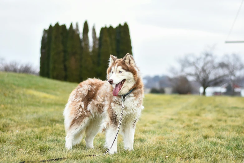 dog panting while tied up in the middle of a field