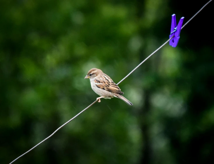 a bird sitting on top of a wire