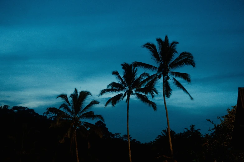 two palm trees are silhouetted against a twilight sky