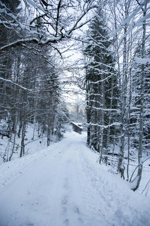 a trail in the woods is covered with snow