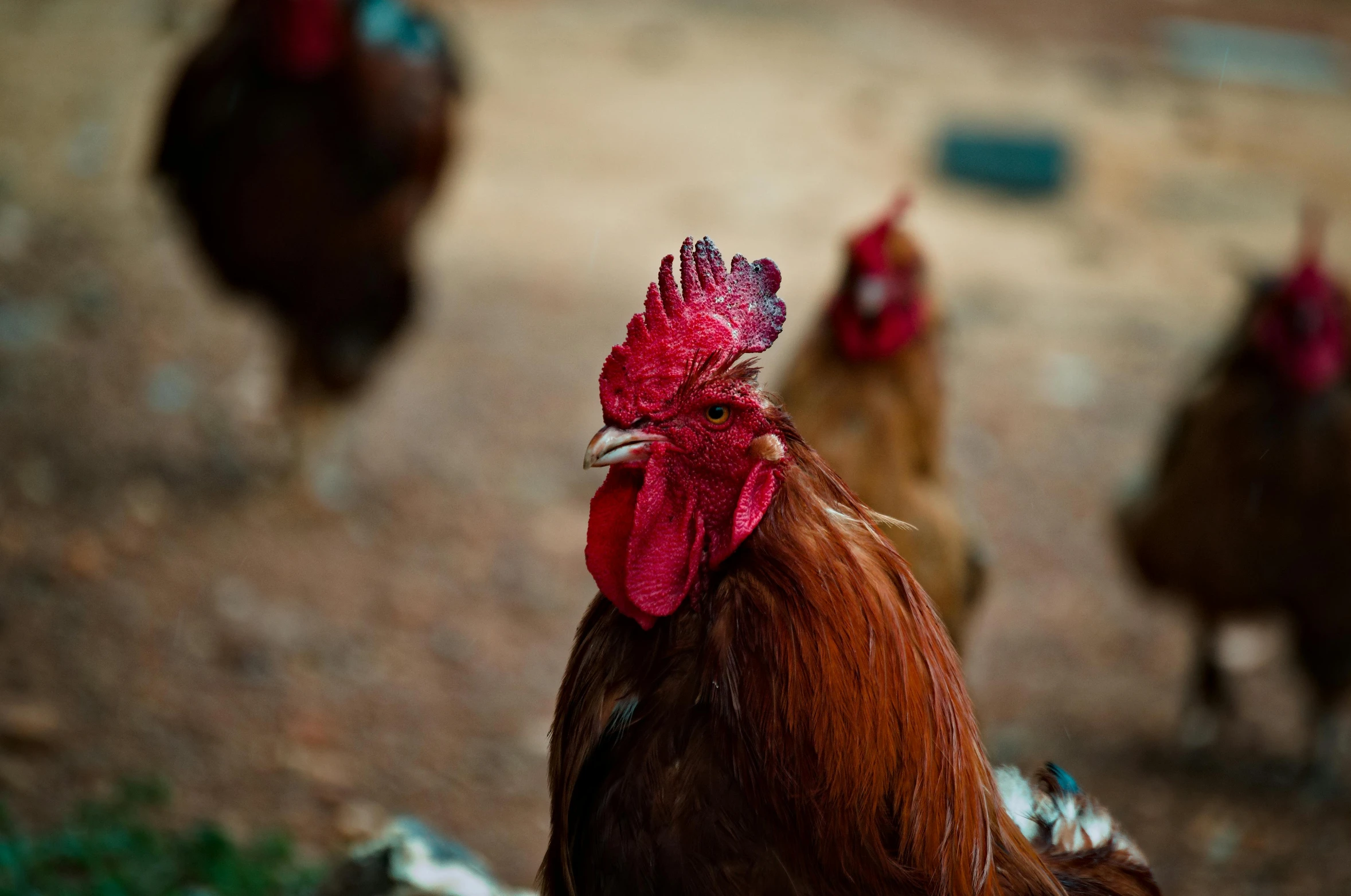 roosters stand together on the dirt near the grass