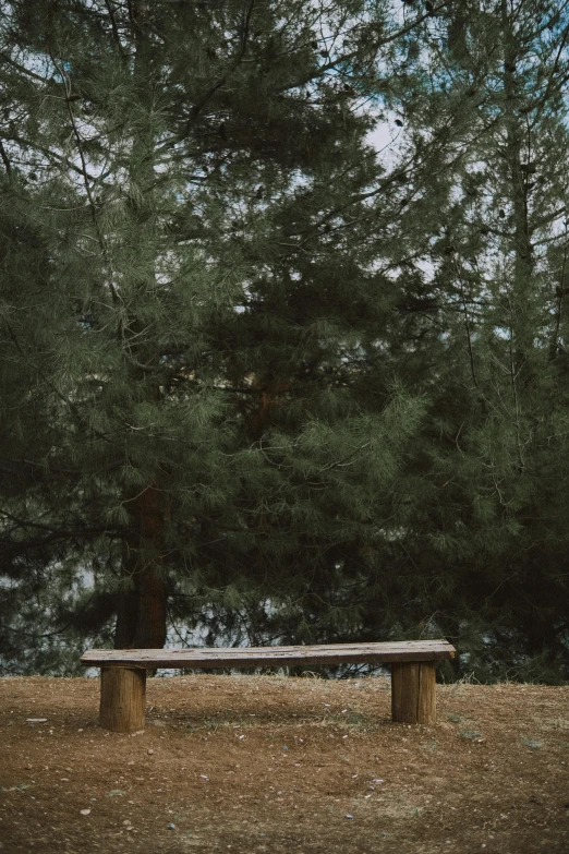 a bench that is near some trees in the grass