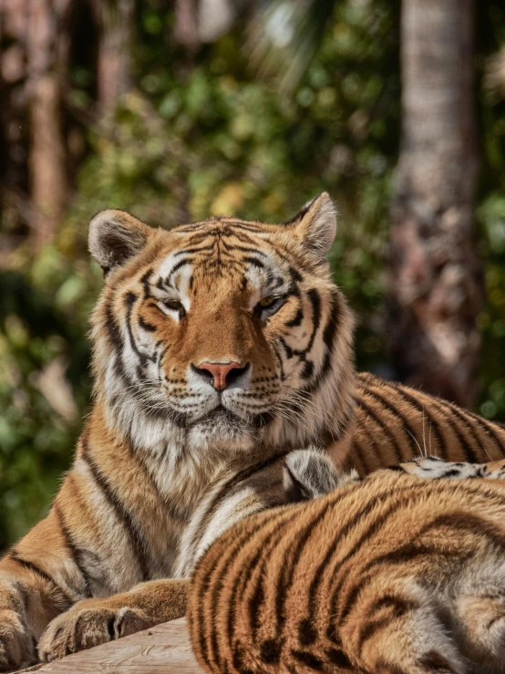 two tiger laying on a log with their heads resting on their paw