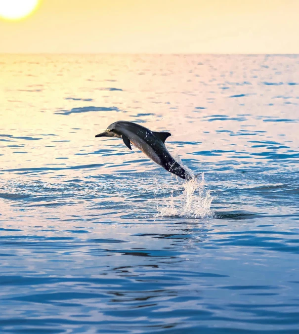 a dolphin that is jumping out of the water