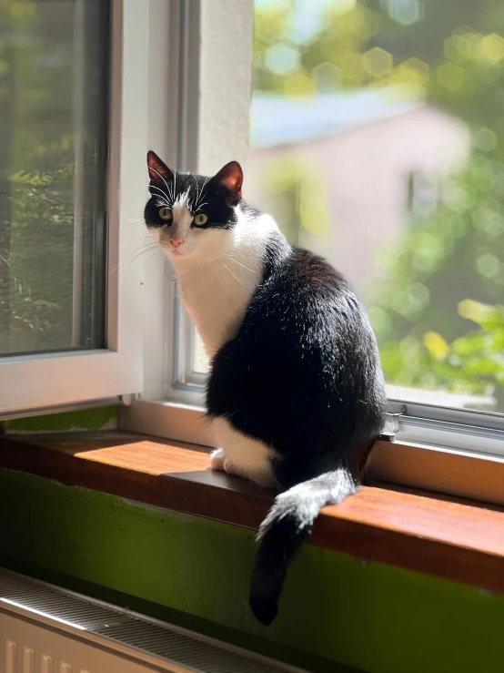 a black and white cat is looking out of a window