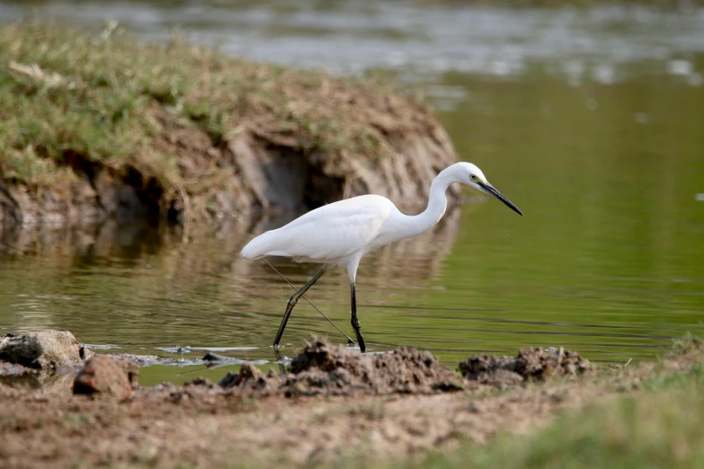 a white bird wading in the waters of a pond