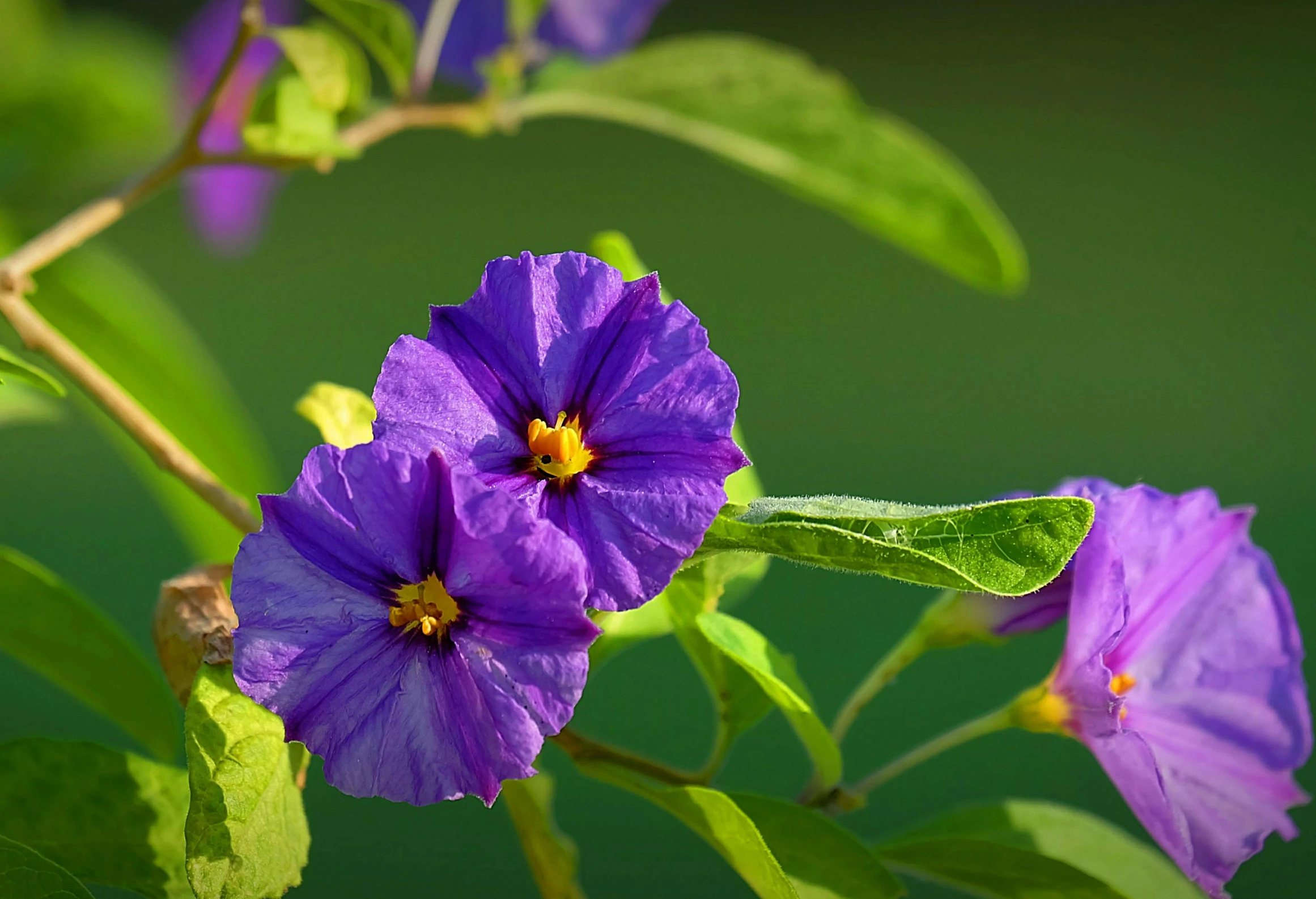 purple flowers bloom on a green nch with leaves