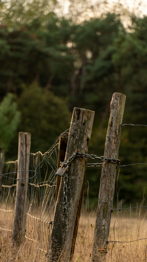 some wooden fence poles are in the grass