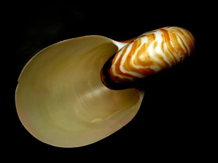 the decorative swirl is in the shape of a shell