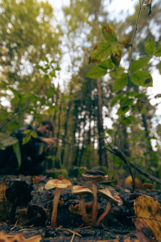 several different types of mushrooms growing in the forest