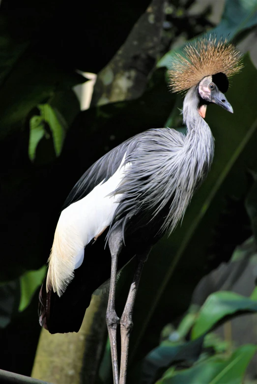 the bird has a long, white and black comb on it's head