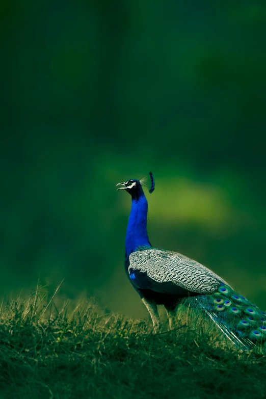 the peacock is looking into the camera and to the side