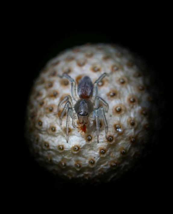 a bug crawling on a piece of orange